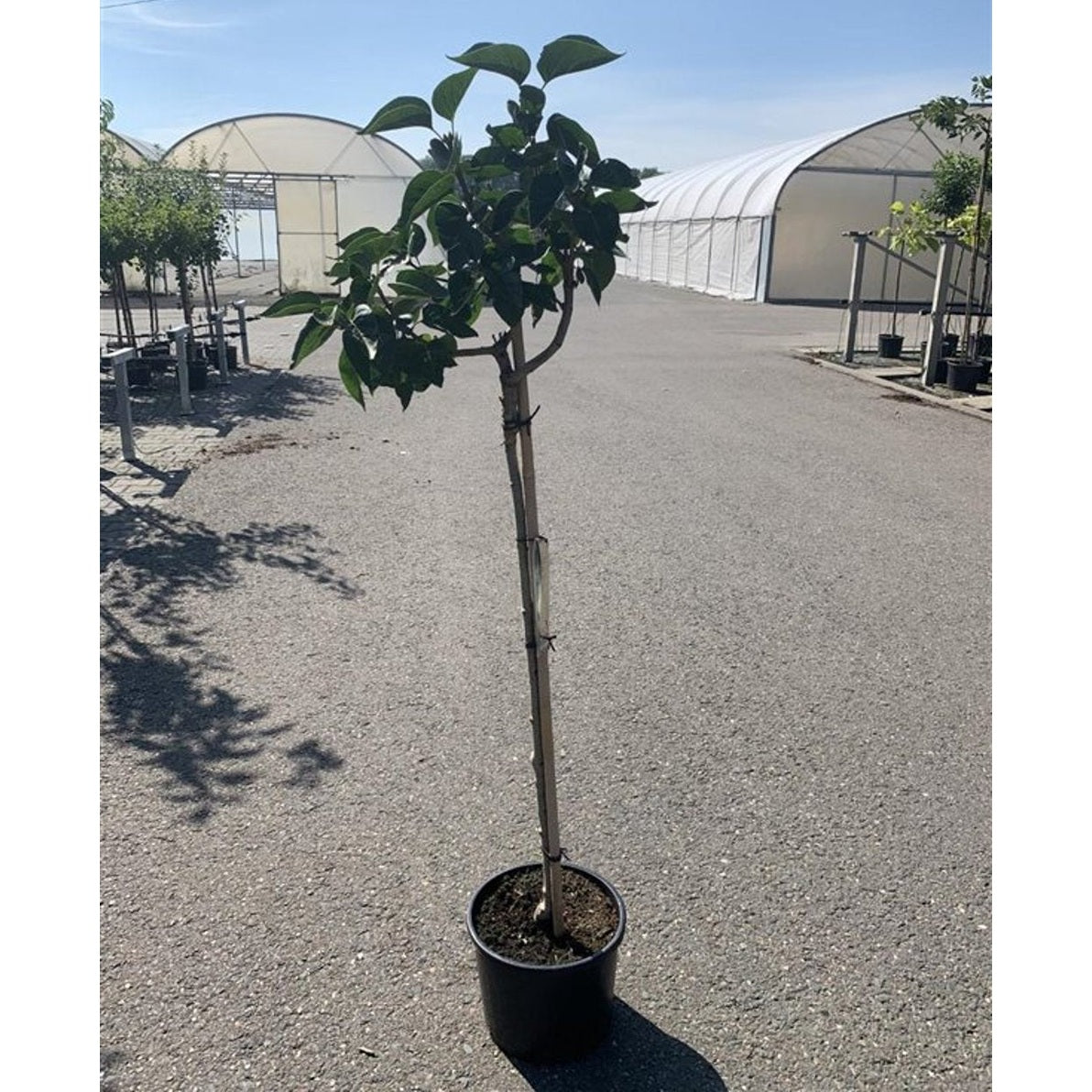 Syren (V); – Syringa vulgaris 'Mme Lemoine' - 80 CM Stem C10
